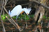 Snowy Egret